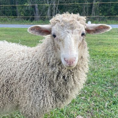 Close-up of a curly white sheep standing on green grass.