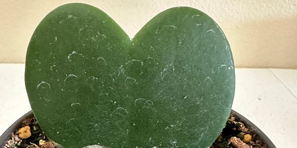 Sweetheart Plant or Hoya Kerrii is also called Heart Hoya or Lucky-heart