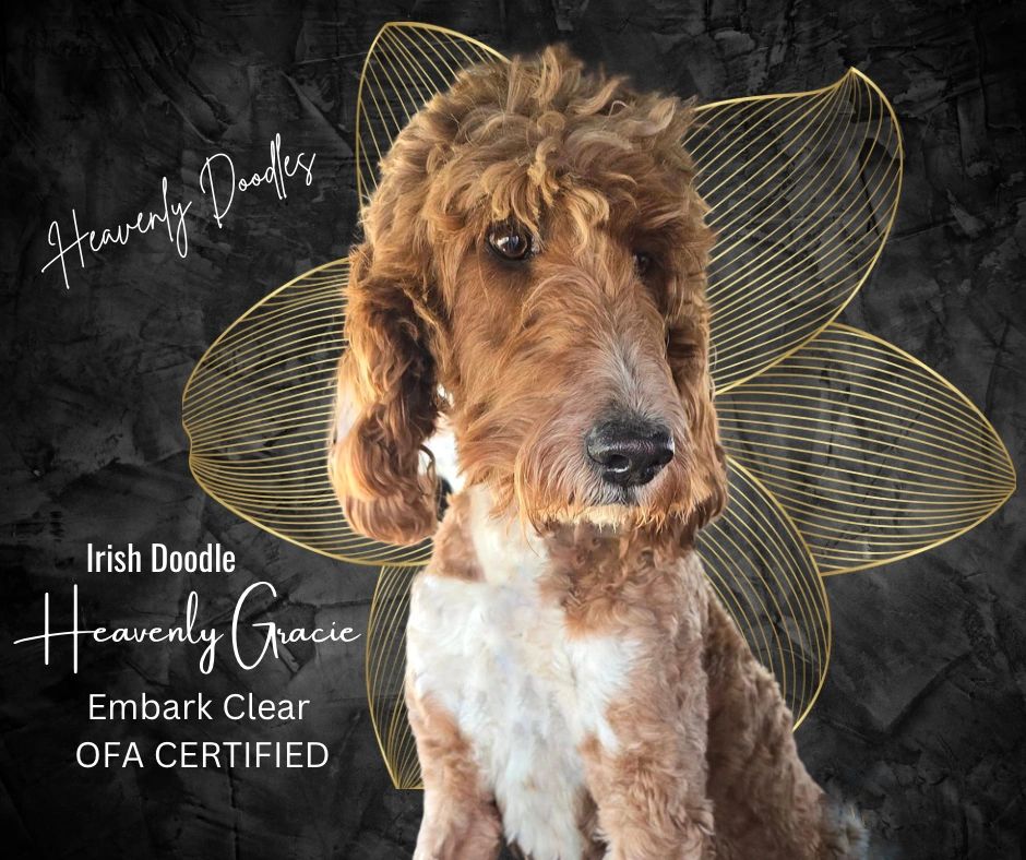 Heavenly Doodle Dam