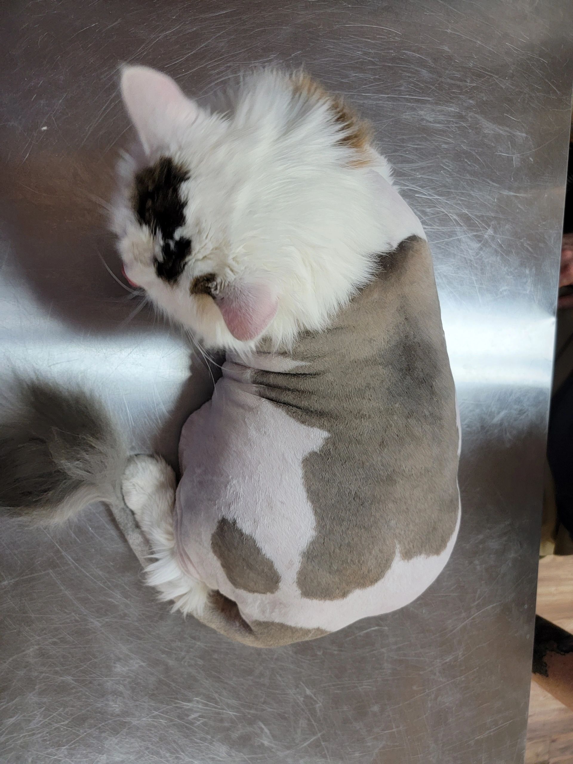 Cat With a Mat  National Cat Groomers Institute