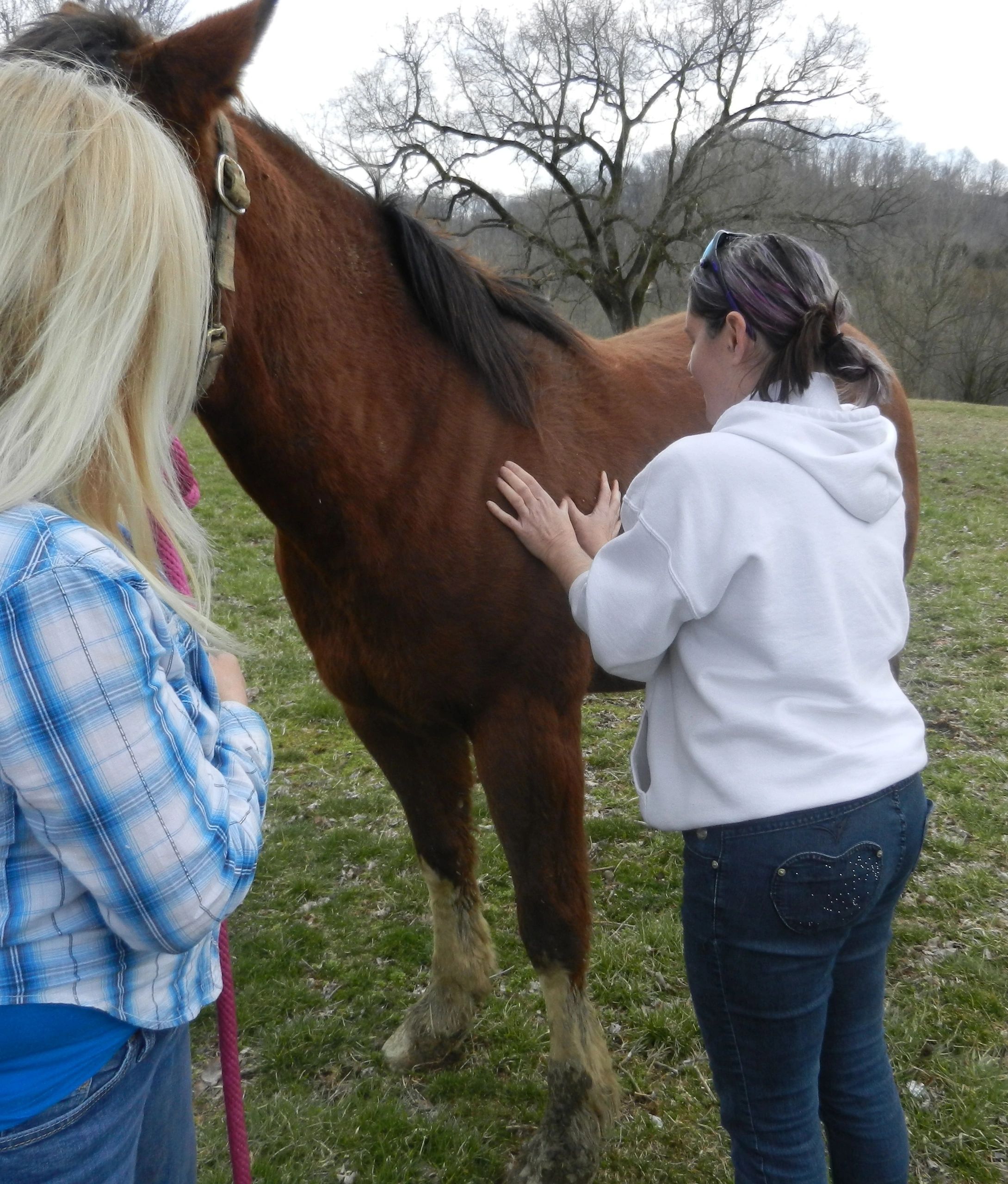 Certified Equine Massage Therapy