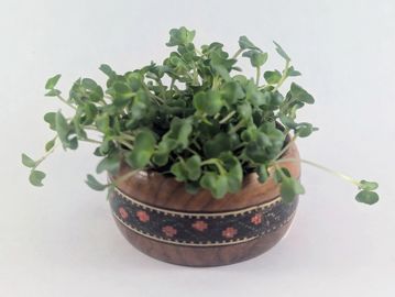 Bunch of Broccoli microgreens grouped in wooden holder.