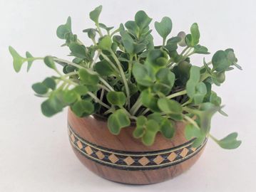 Bunch of Brussels Sprouts microgreens grouped in wooden holder.