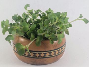 Bunch of Green Acre Cabbage microgreens grouped in wooden holder.