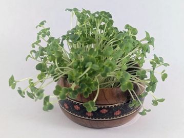 Bunch of Wasabi Mustard microgreens grouped in wooden holder.