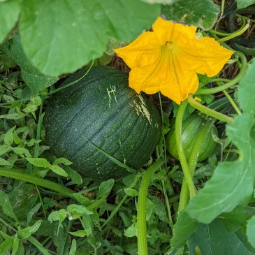 Squash plant with flower.