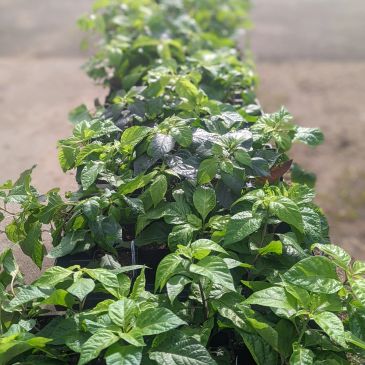 Healthy pepper plants offered at Lalapop Gardens' spring plant sale.