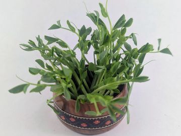 Bunch of Speckled Pea microgreens grouped in wooden holder.