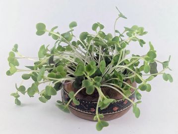 Bunch of Salad Mix microgreens grouped in wooden holder.