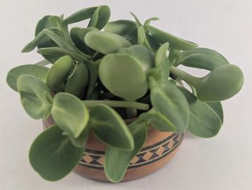 Bunch of Blackoil Sunflower microgreens grouped in wooden holder.