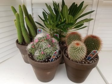 Cactus 4"