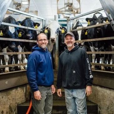 Two men standing in a barn with cows behind them.