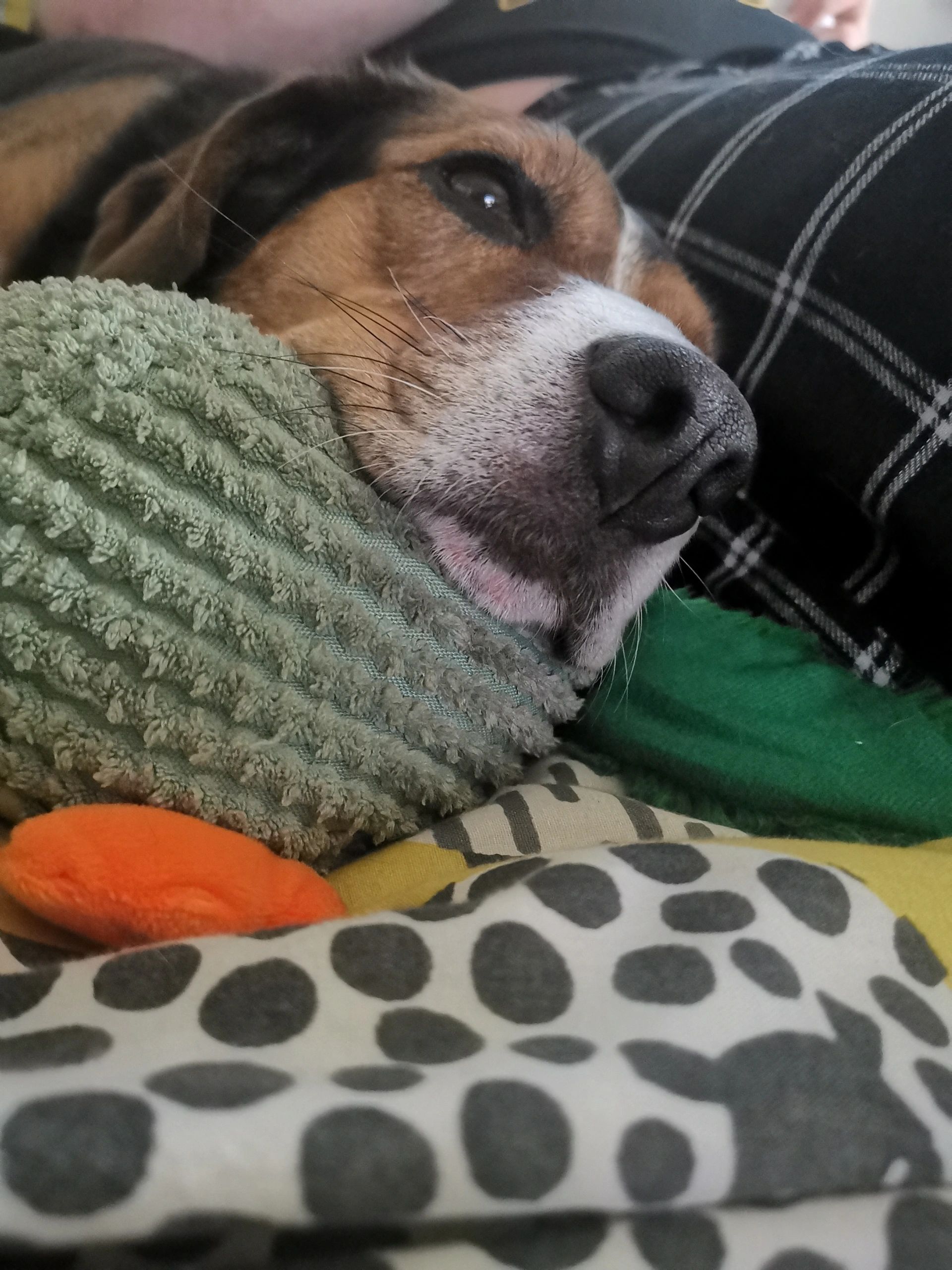 Are All Beagles Loud