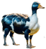 Duck Moo