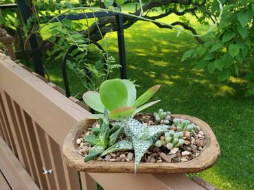 Succulents in a hand-carved dough bowl