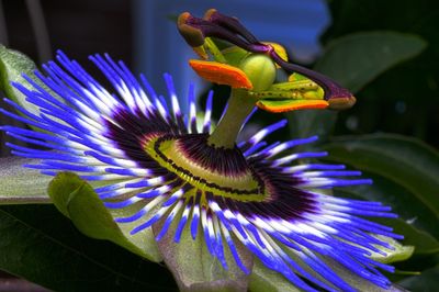 Passion Flower | WhyUseHerbs.com