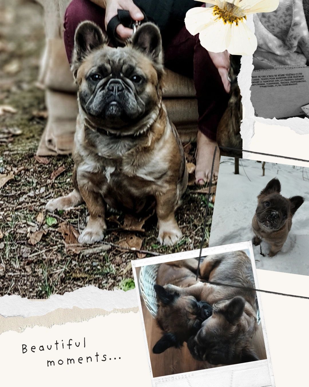 Adorable French bulldogs captured in various heartwarming moments outdoors and indoors.