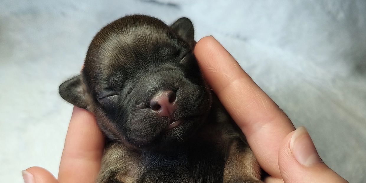A tiny newborn puppy peacefully sleeping in someone's hand.