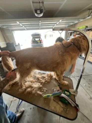 A golden dog is being groomed on a grooming table in a garage.
