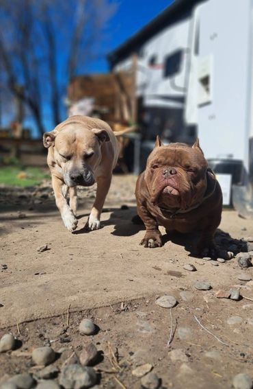 Two muscular dogs walking on a dirt path outside on a sunny day.