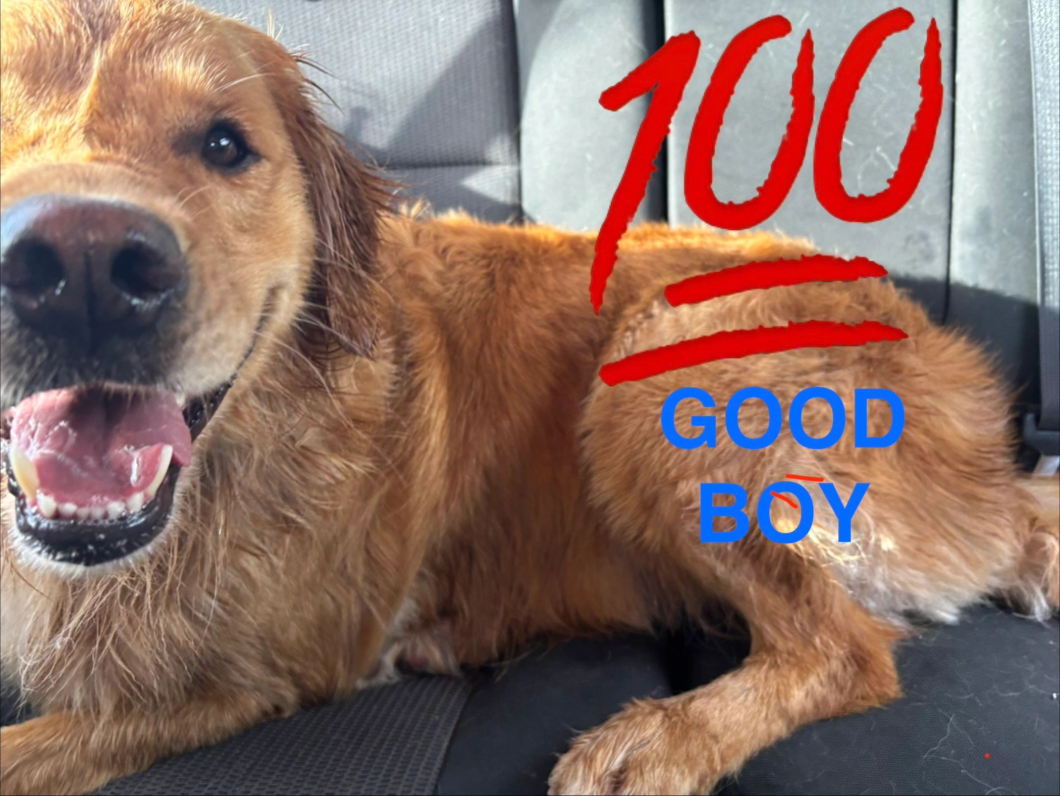 Golden Retriever after his Doggy Spa Day