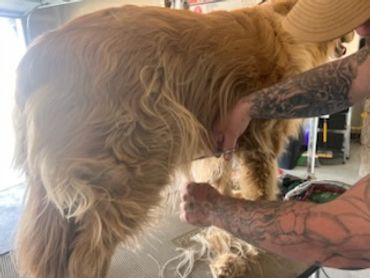 A person grooming a golden retriever dog indoors.