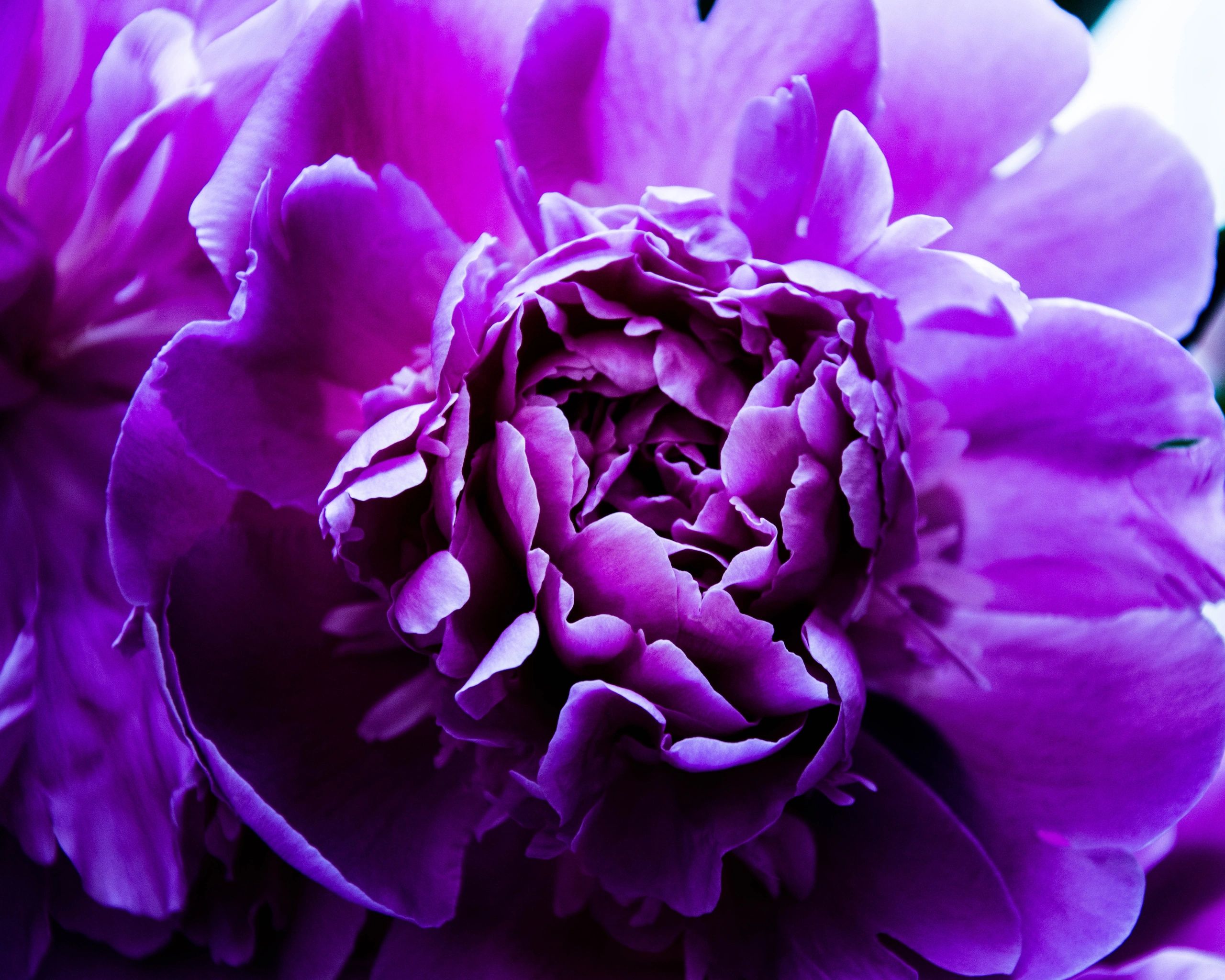 Elkin Funeral Home Obits - cmfdwyq