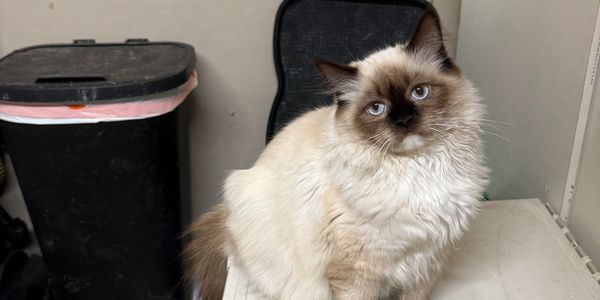 Fluffy Siamese cat sitting indoors.