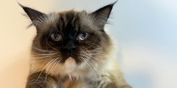 Close-up of a fluffy cat with striking eyes.