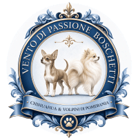 Allevamento di Chihuahua e Volpini di Pomerania 