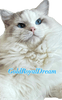 GoldRoyalDream