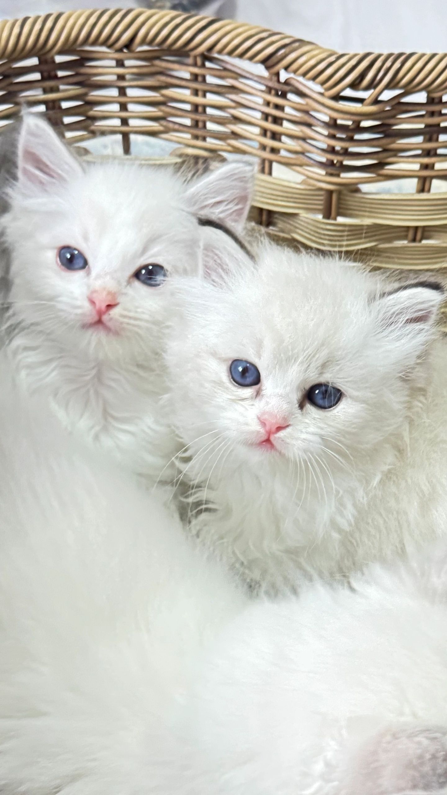 Why A Happy Ragdoll Don’t Like Being Alone?