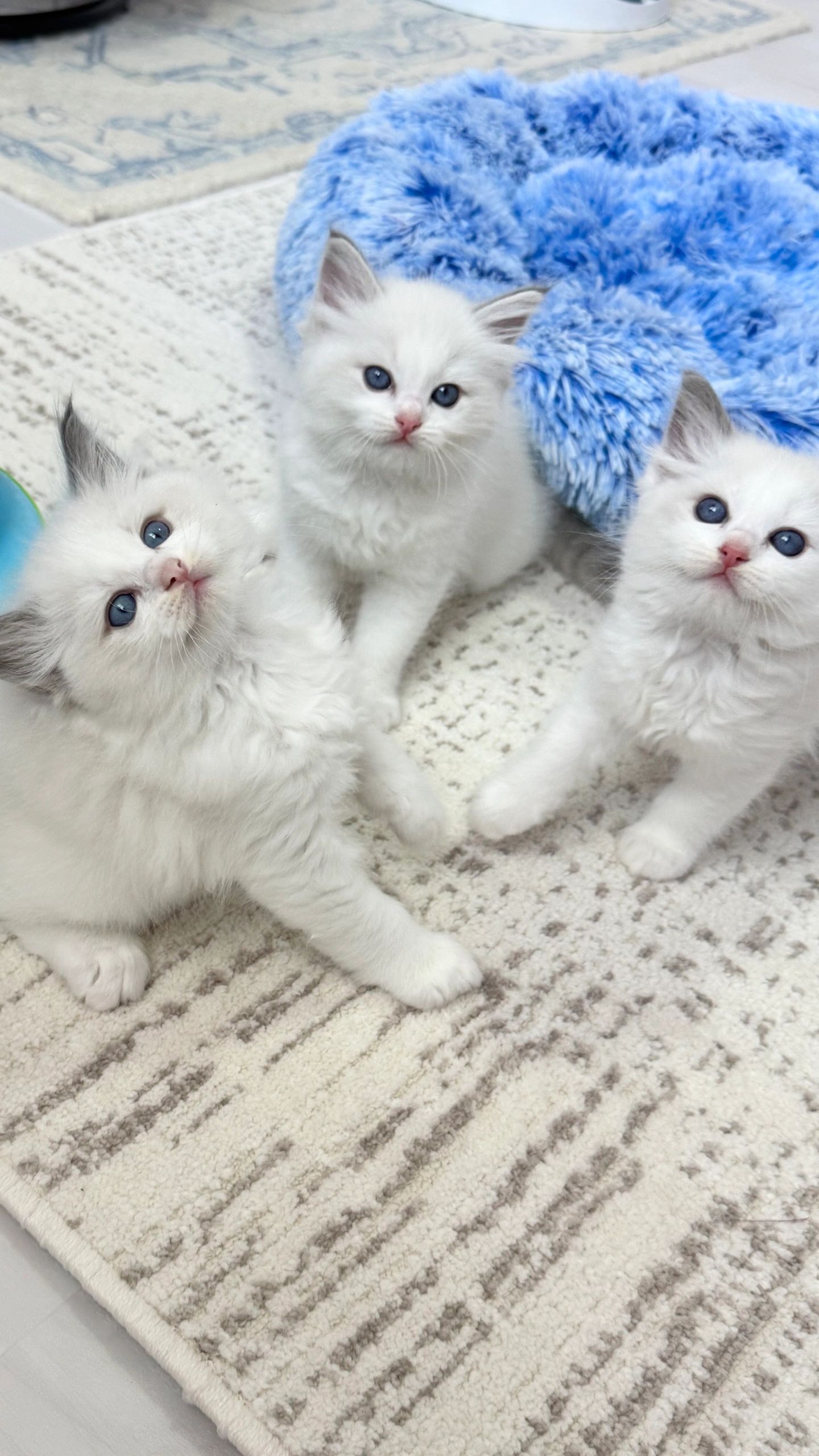 Ragdoll: A Gentle Beauty and Devoted Love
