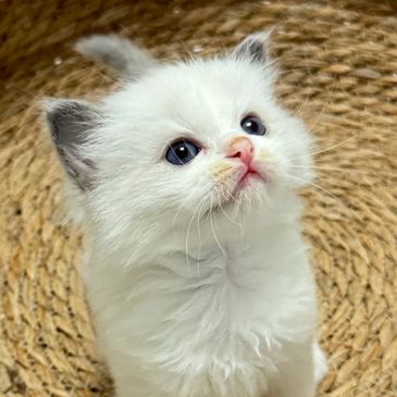 GoldRoyalDream | Ragdoll Kittens in Virginia | Delivery Across US