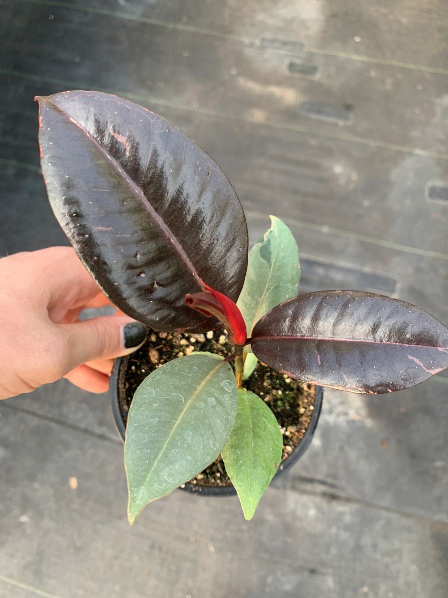 ruby rubber tree ficus