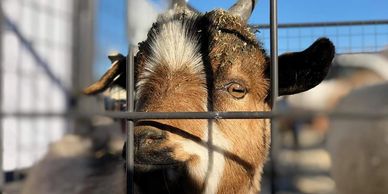 Close-up of a brown and white goat behind a wire fence on a sunny day.
