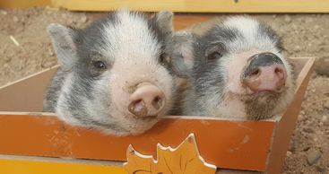 Two piglets resting in a cardboard box outdoors.