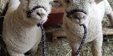 Two sheep wearing colorful halters standing on hay.