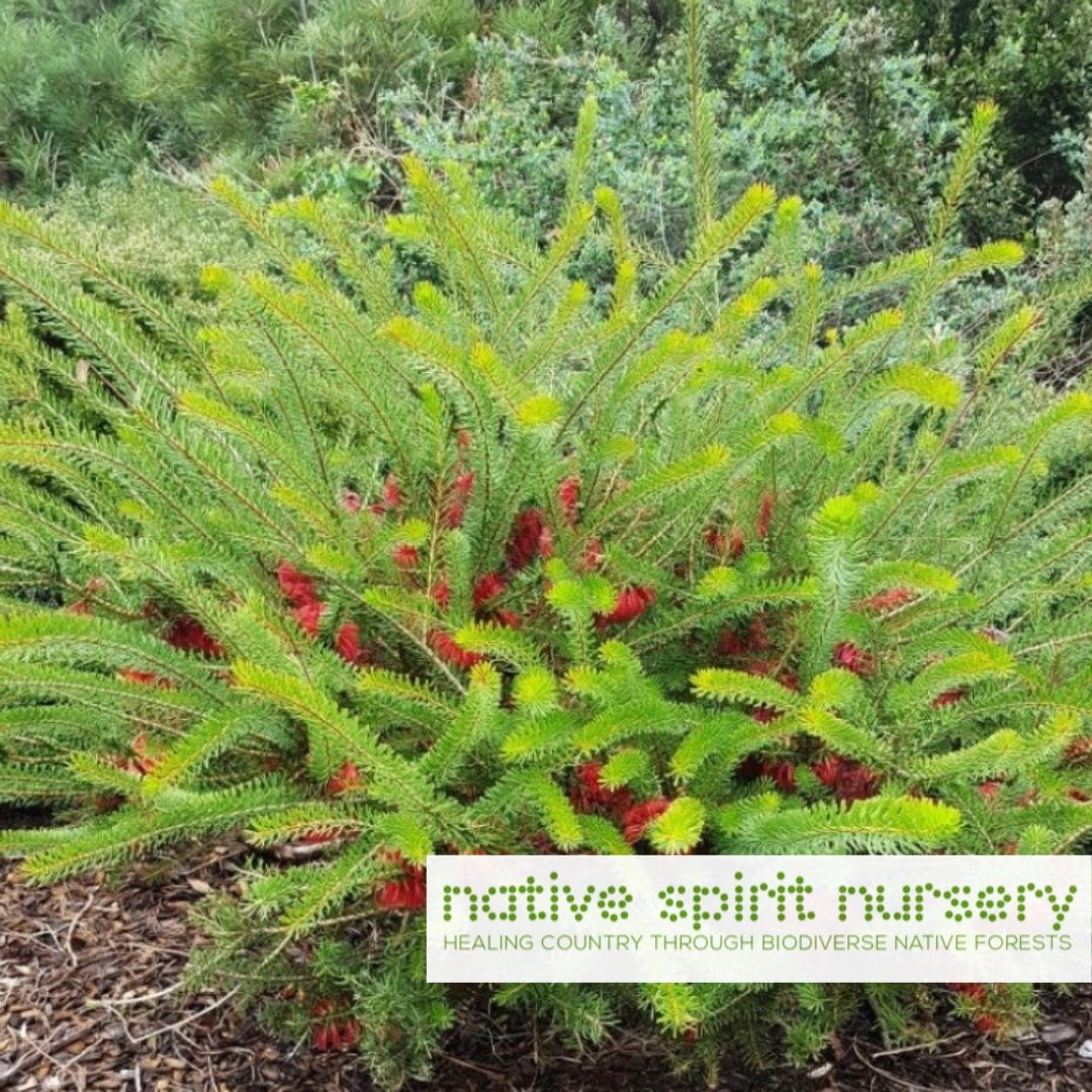 Calothamnus quadrifidus prostrate (One-Sided Bottlebrush)