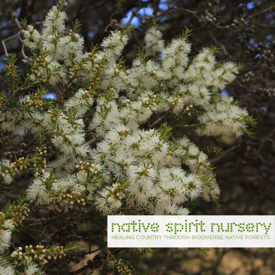 Melaleuca lanceolota (Rottnest Island Tea Tree or Moonah)