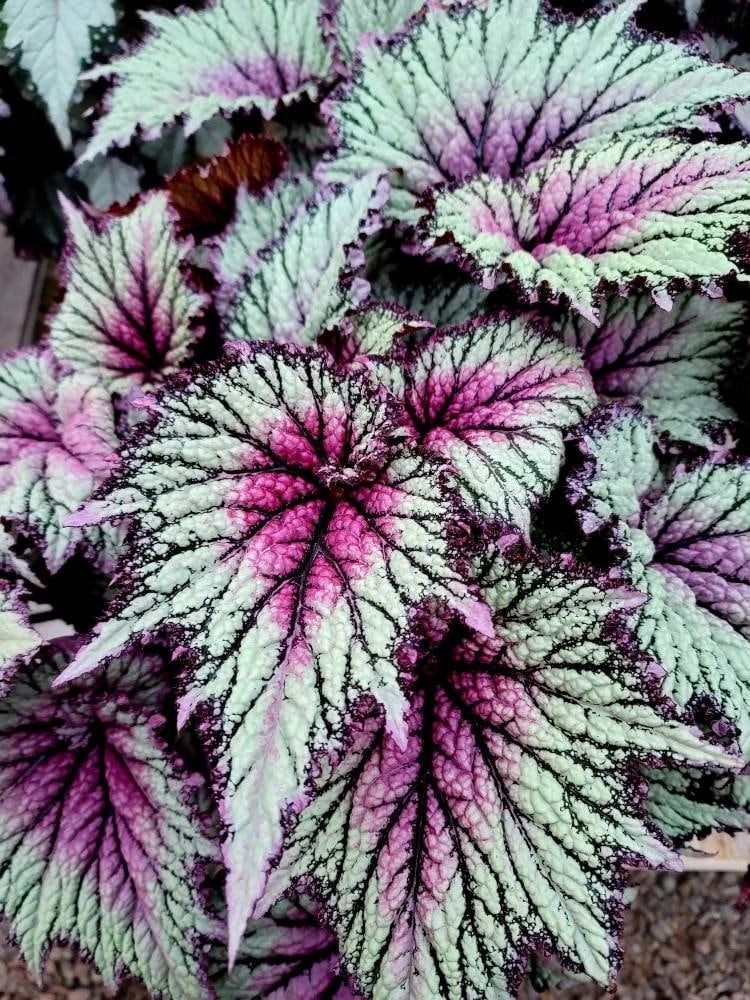 Rex Raptor Blush Rex Begonia 'Royal Blush'