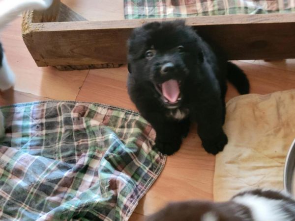 Newfoundland and chow mix 2025