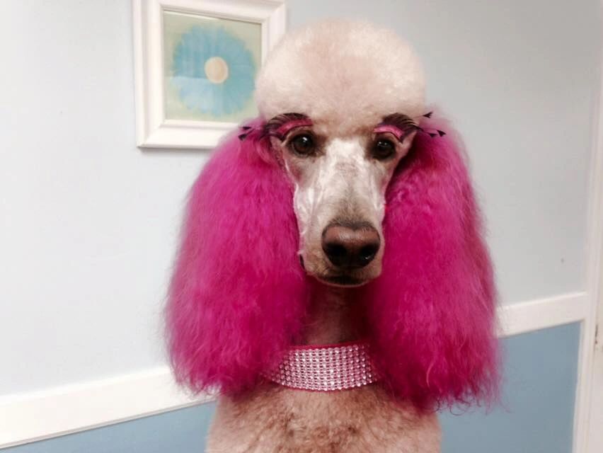 Dog Grooming Victoria's Pet Parlor & Resort