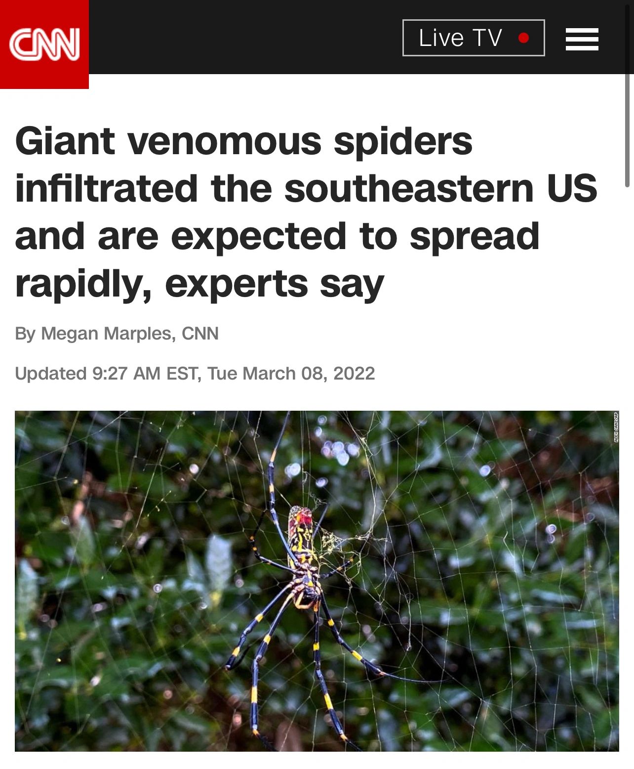 CNN Joro Spider