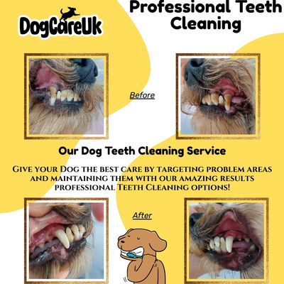 Before and after teeth cleaning with the Emmi Pet ultrasonic teeth cleaning.
