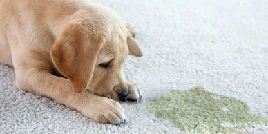 Pet Odor, Urine, and Deodorizer Treatment - Pacific Steam Carpet Cleaning