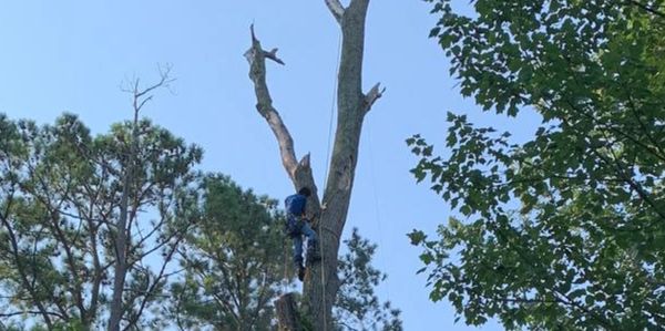Person climbing a tall tree on a clear day.