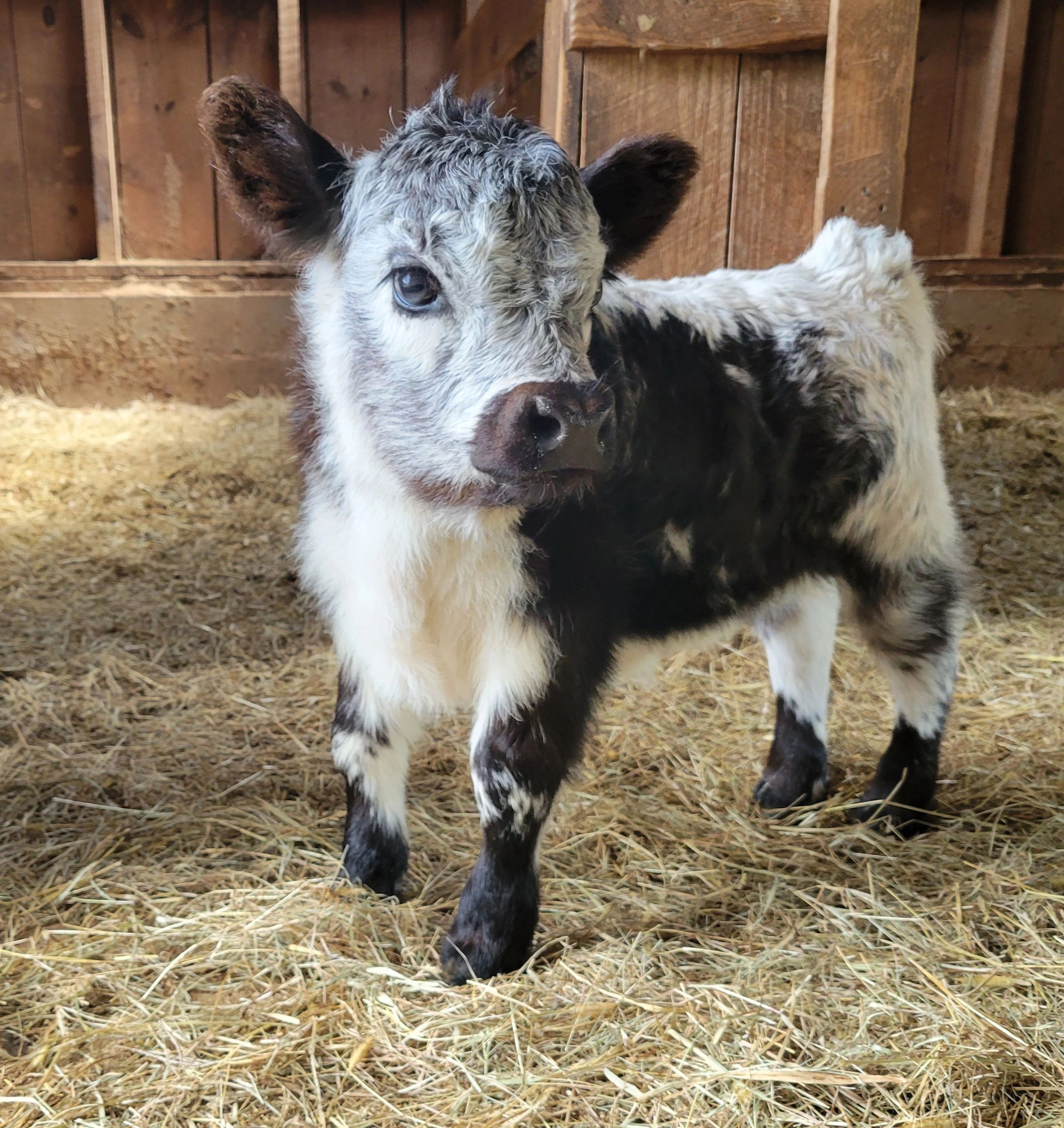 HSB Mini Cattle Mini Highlands And High Park Calves