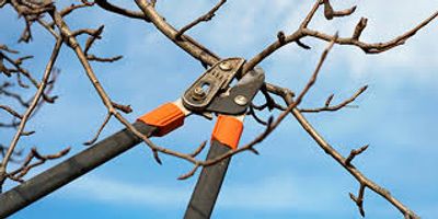 Tree pruning in Knoxville 
TN