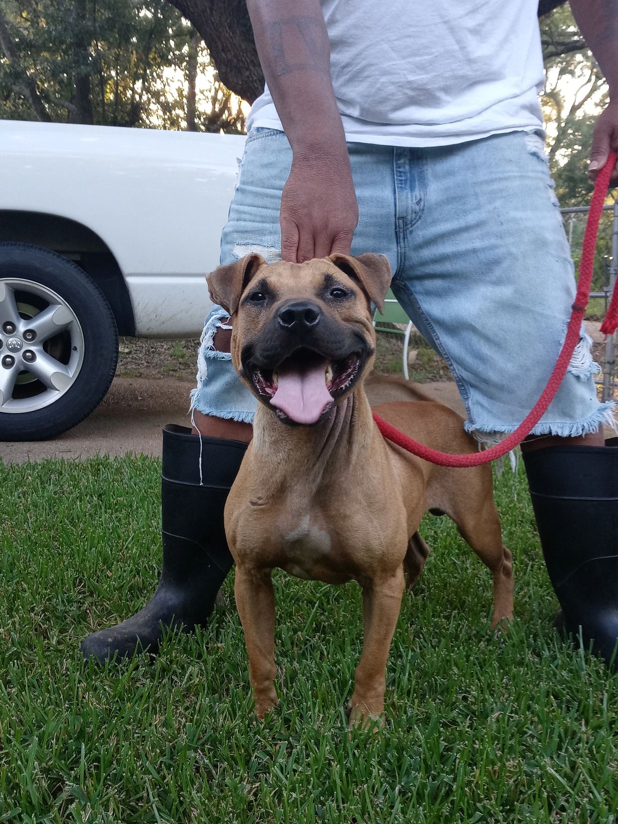 Big Kuntry Kennels American Pitbull Terrier, Pups